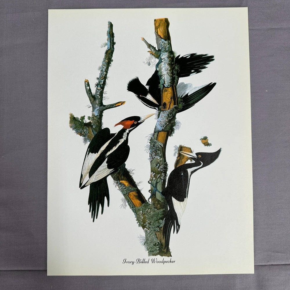 Vintage Print Ivory Billed Woodpecker American Bird  Art Illustration Audubon